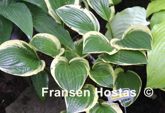 Hosta Double Vision